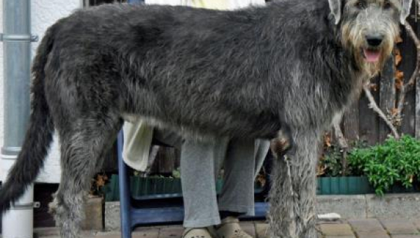 Irish-Wolfhound-Rüde: KNUT