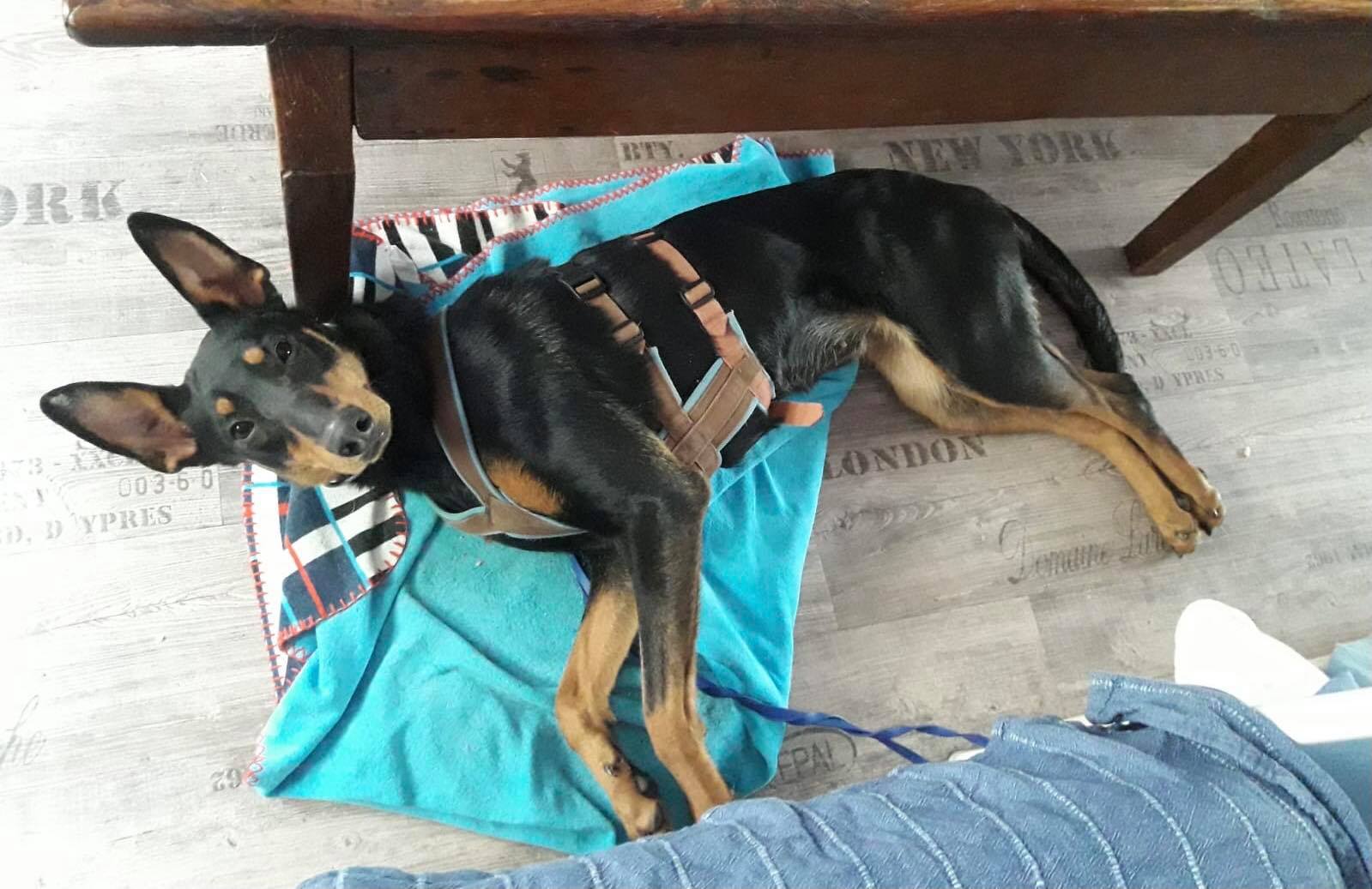 Dobermann/Podenco-Mix: Jette