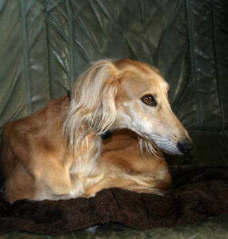 Saluki-Hündin: NINIA