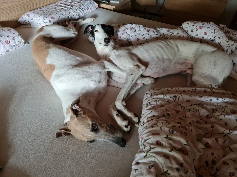 Neuigkeiten von Macintosh (Lando)