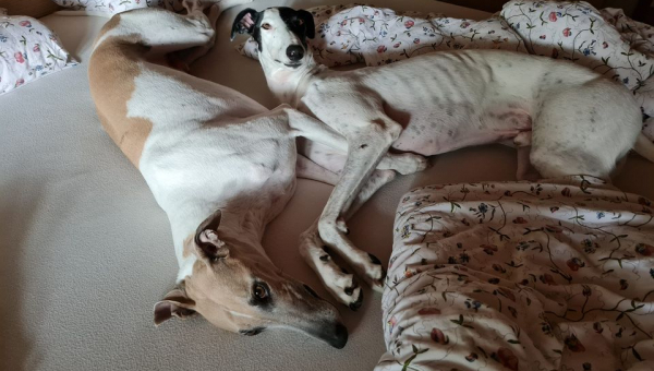 Neuigkeiten von Macintosh (Lando)