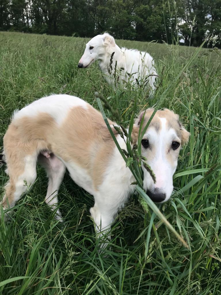 Barsoi-Rüde: Alexej