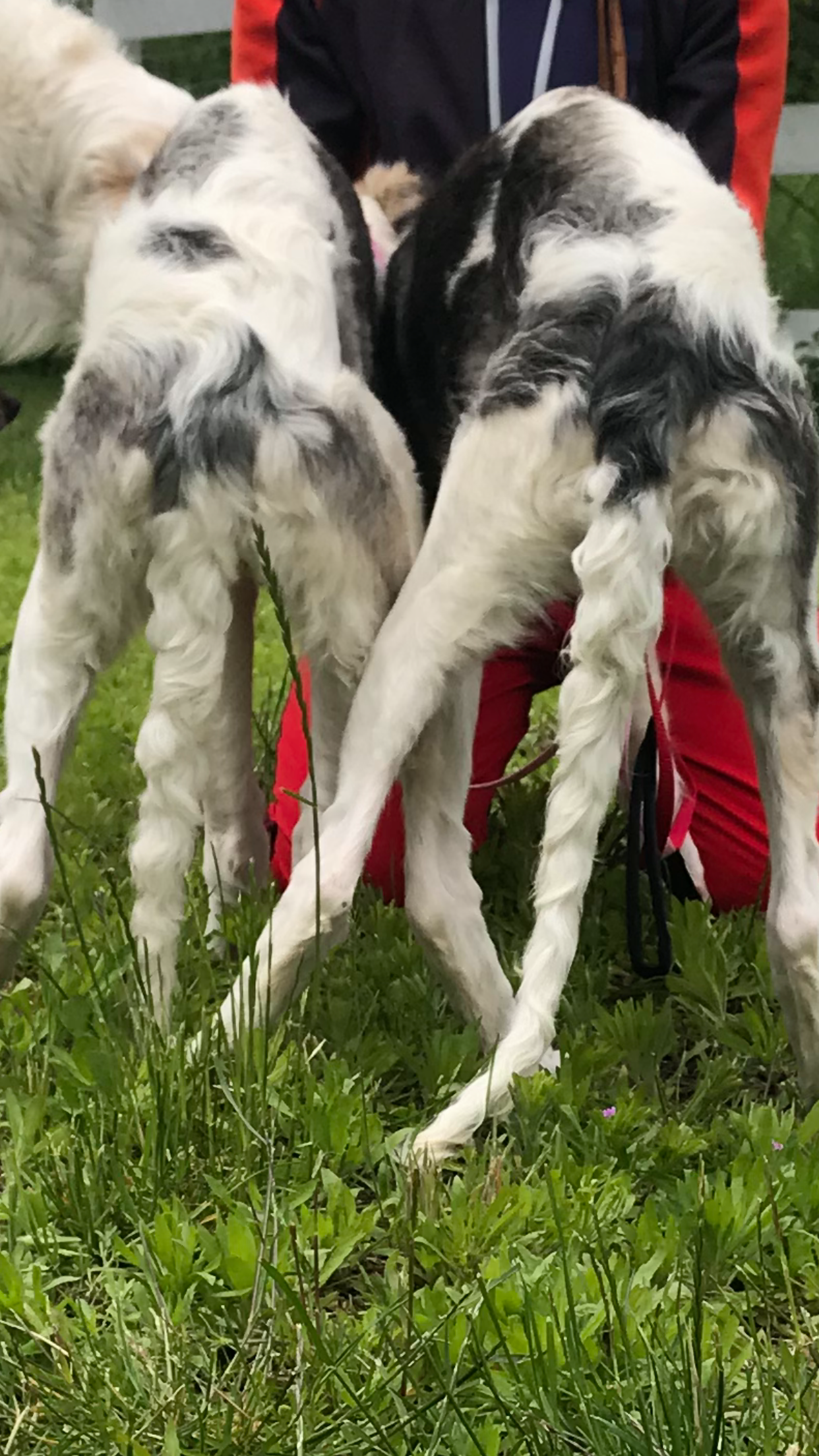 Barsoi-Hündinnen: Grace & Love