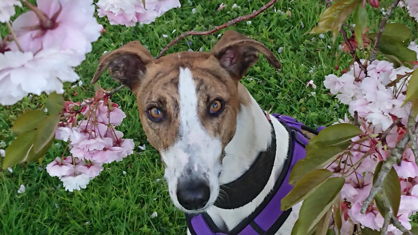 Sonntägliche Grüße