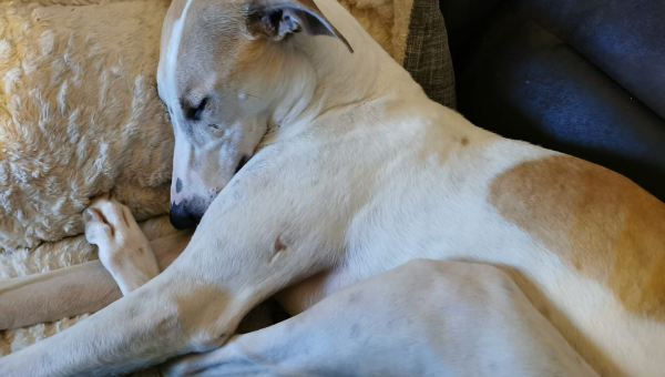 ***VERMITTLUNGSHILFE***