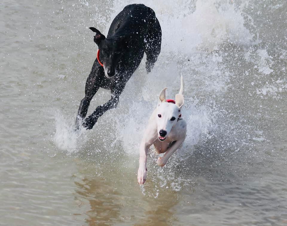 214771117 5751159678259345 2732719154612197964 n