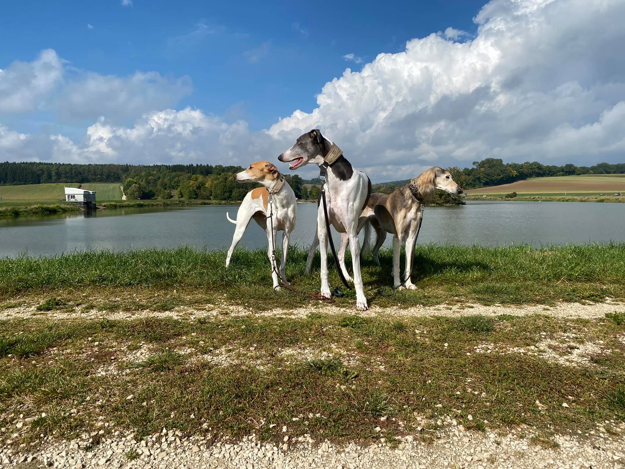 243153937 4610465952351336 3151136360564958788 n