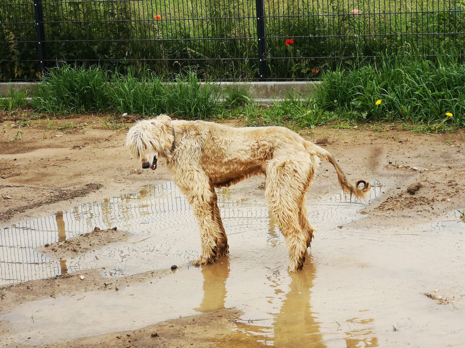 Afghanische Lieblingsbeschäftigungen