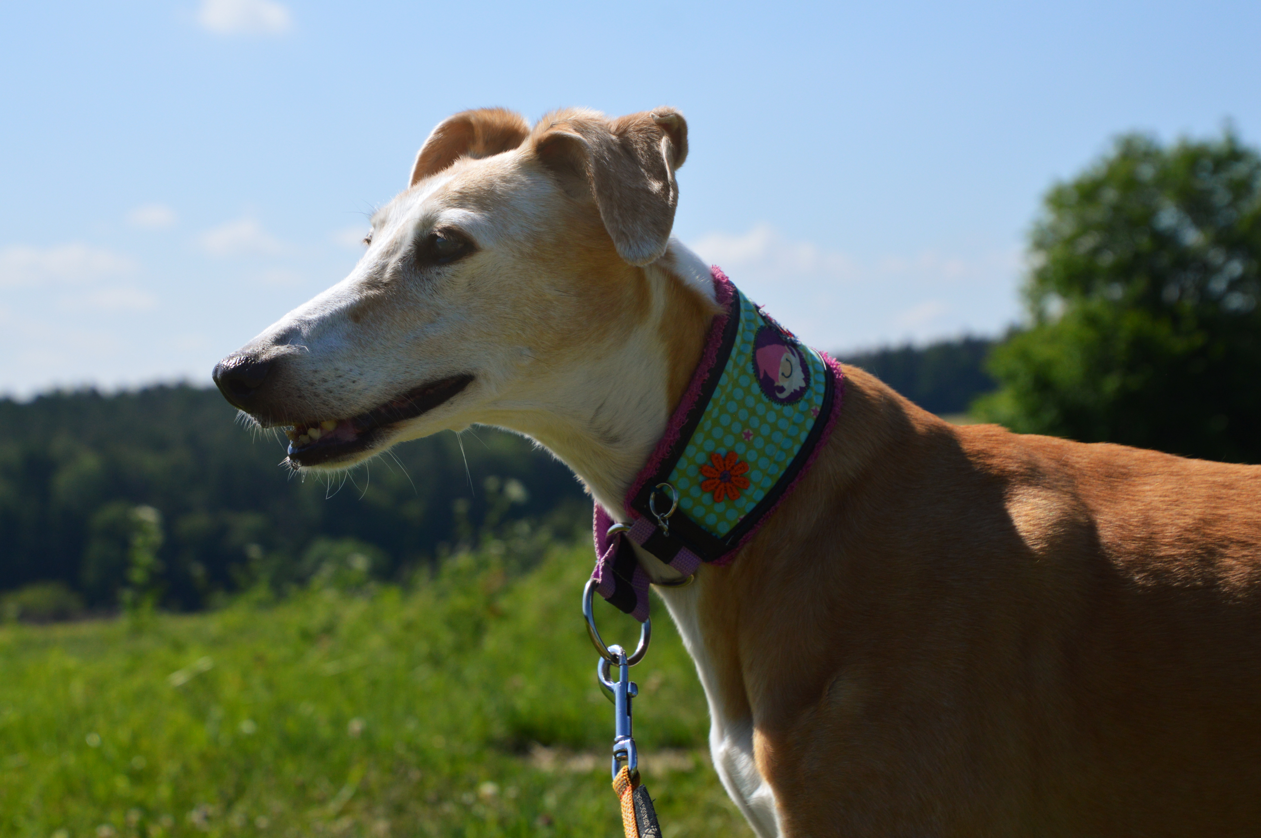 Fleur - eine besondere Blume