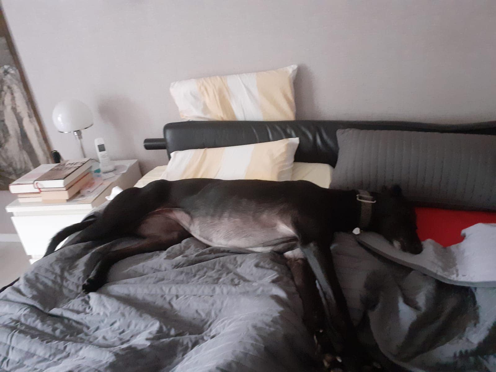 Greyhound-Hündin Skadi