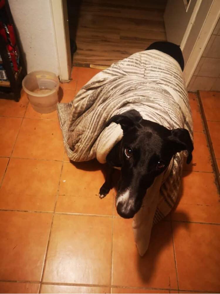 Happy Homecoming Day, Zeus!