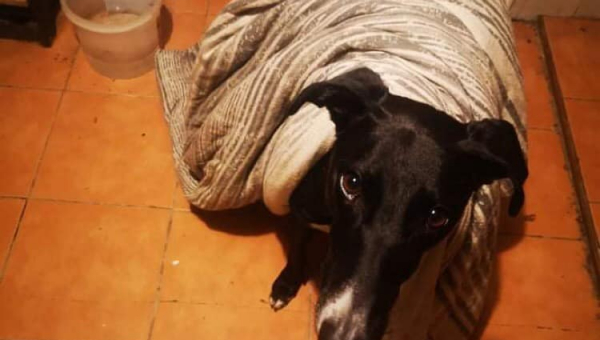 Happy Homecoming Day, Zeus!