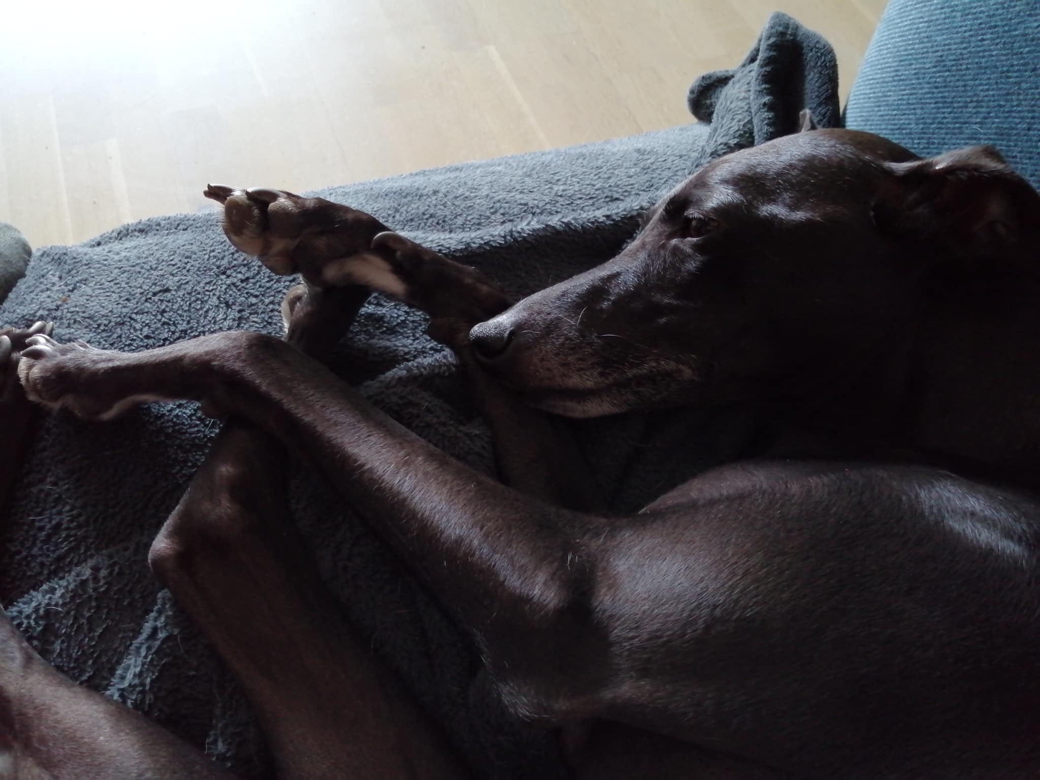 Whippet-Windspielmix: Kalle 