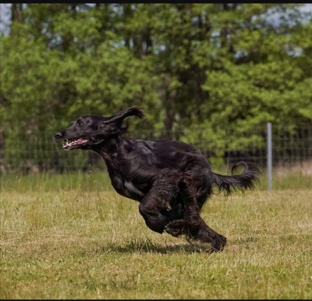 Grüße von Perlchen und Saam
