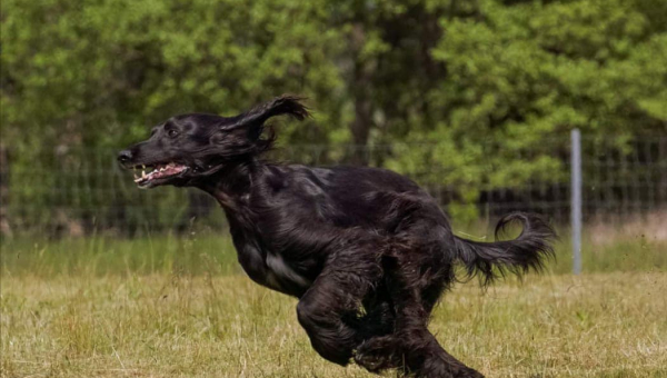 Grüße von Perlchen und Saam