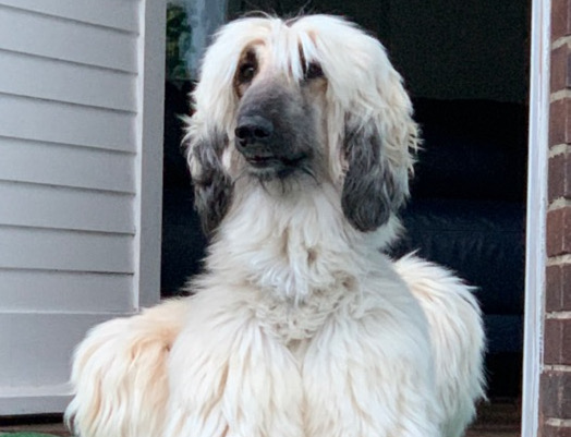 Afghanen-Hündin: Johanna