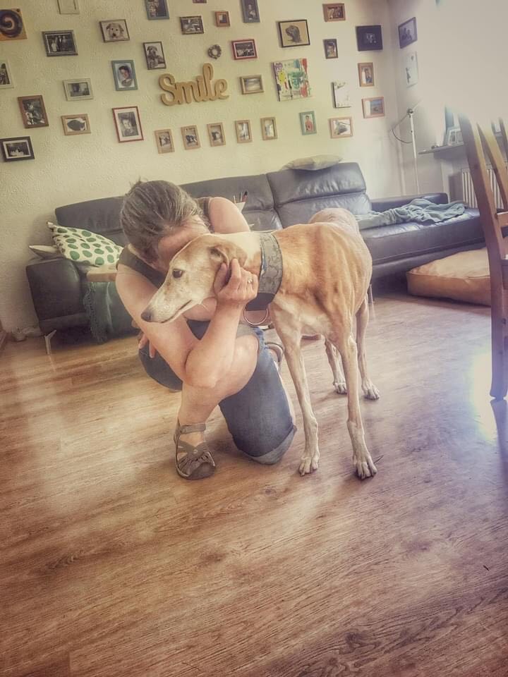 Galgo-Hündin: Fleur  