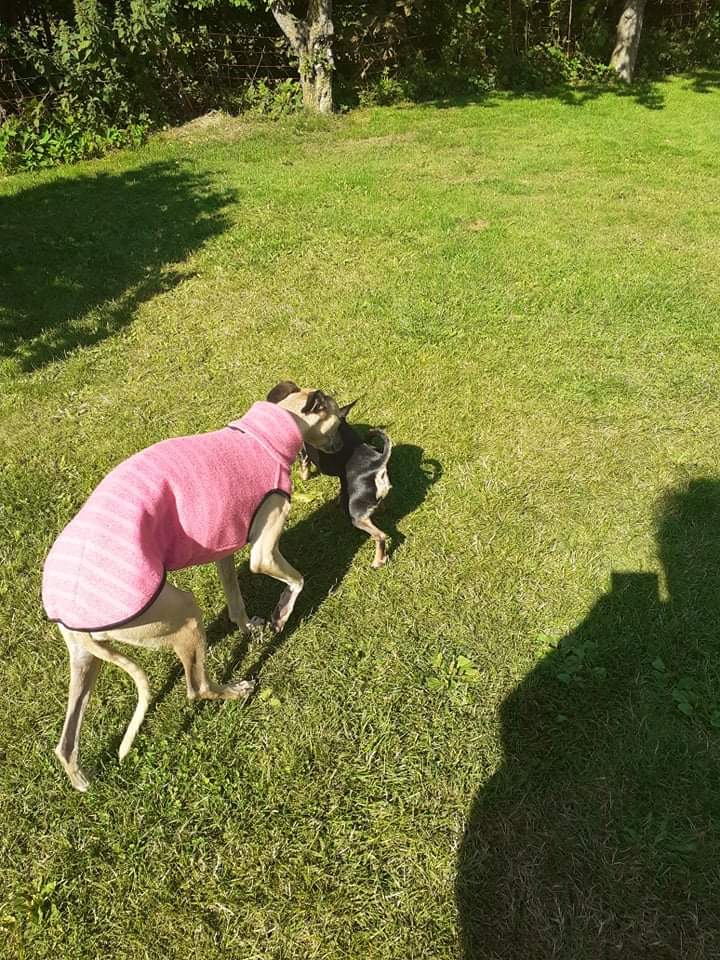 Whippet-Mädchen Charly