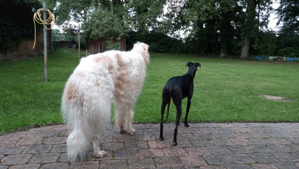 Er verwandelt Galgos in Windspiele….