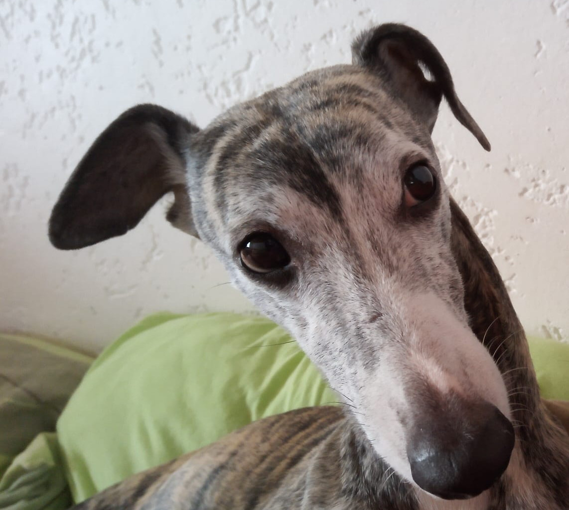 Whippet-Rüde: JAMES