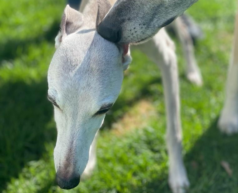 Whippethündin: JAMIE