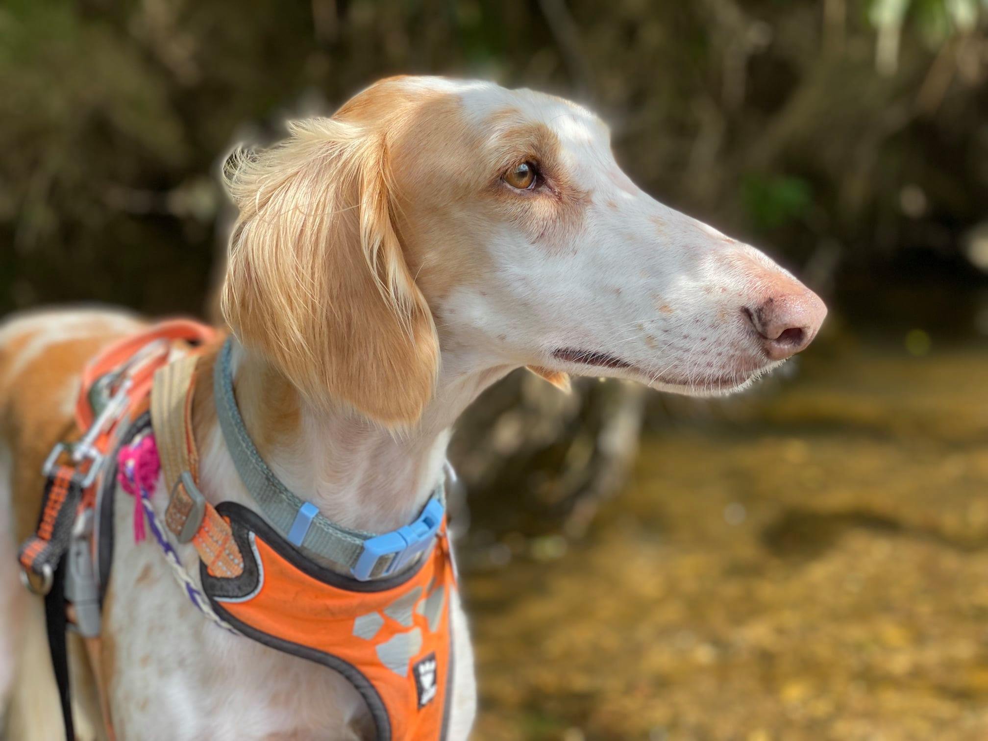 Rosa ist nun bei uns