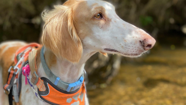 Rosa ist nun bei uns