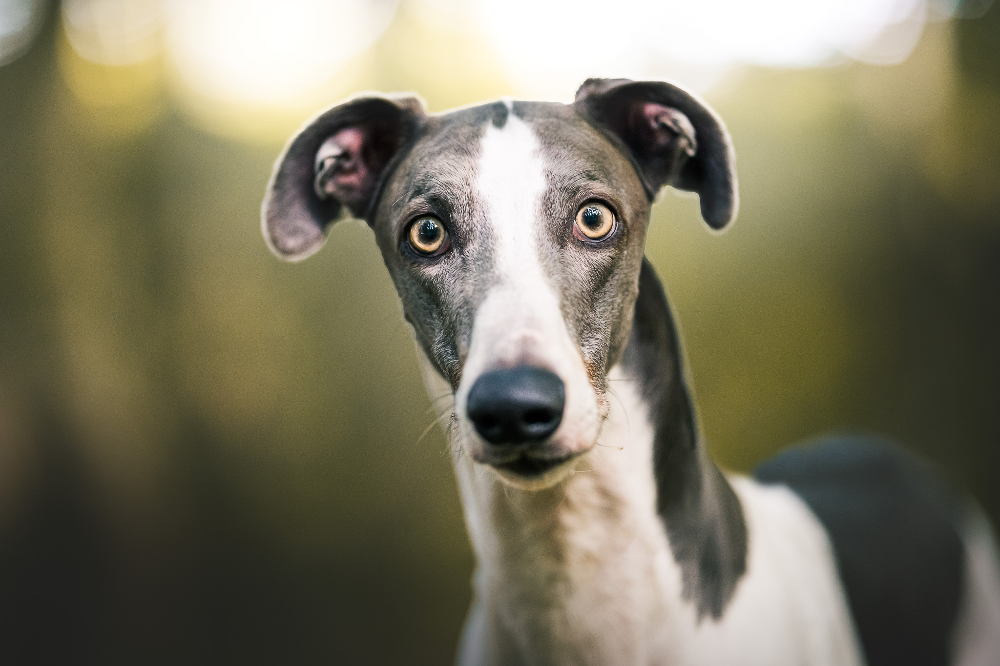 Show-Greyhound Oscar