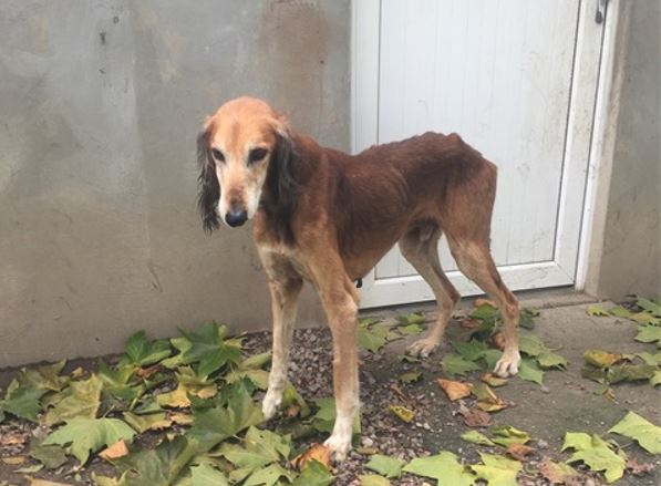 News zu den drei alten Salukis