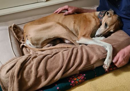 Azawakh-Alarm Teil 2