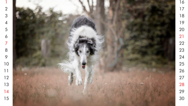 Unser Zirkusbarsoi Juri begrüßt den November