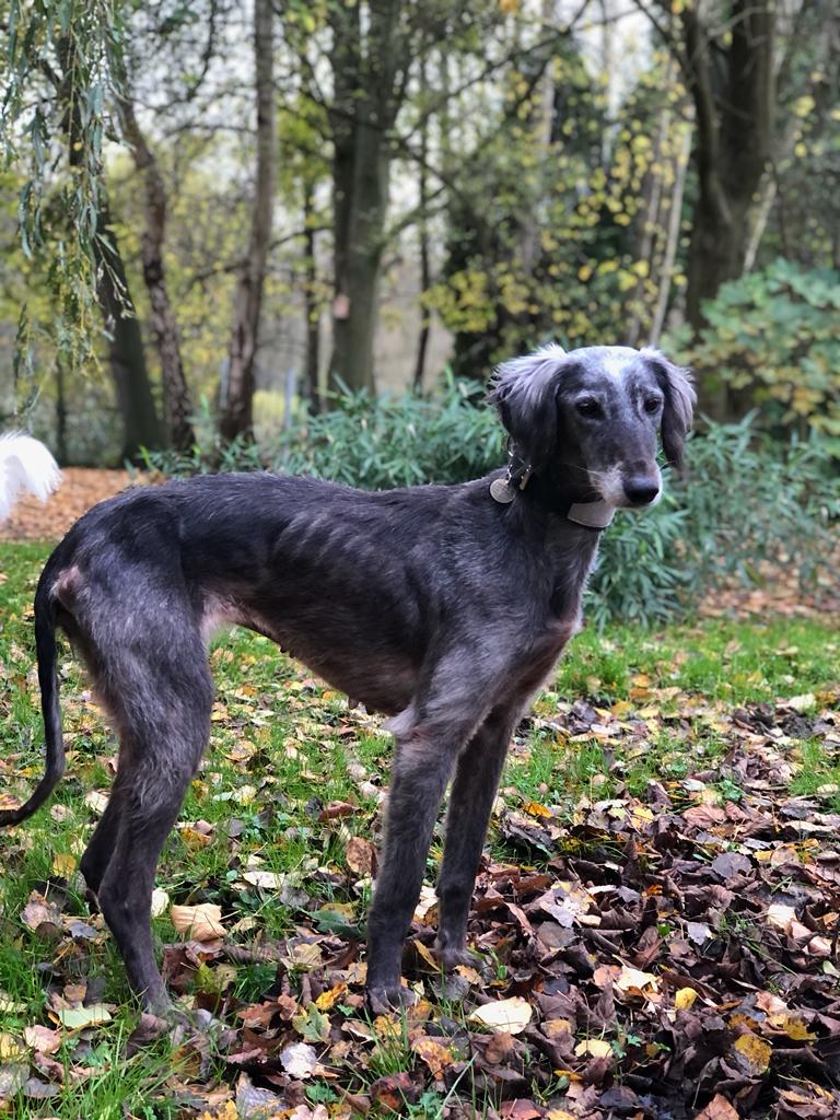 Tazi-Hündin: Smilla