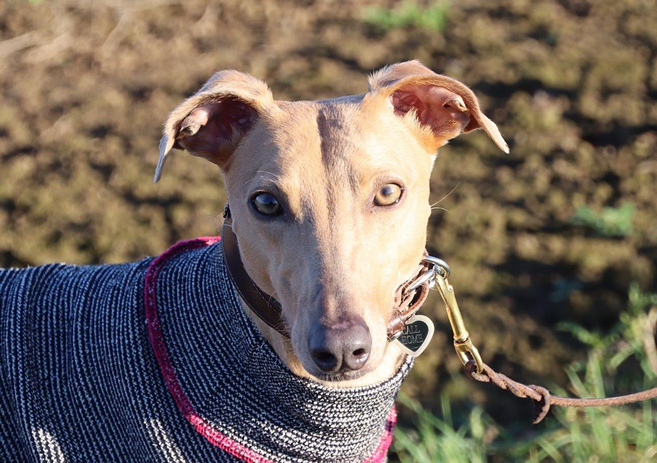 Alice - alles perfekt