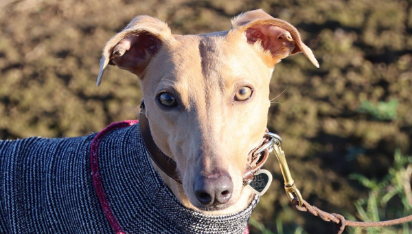 Alice - alles perfekt