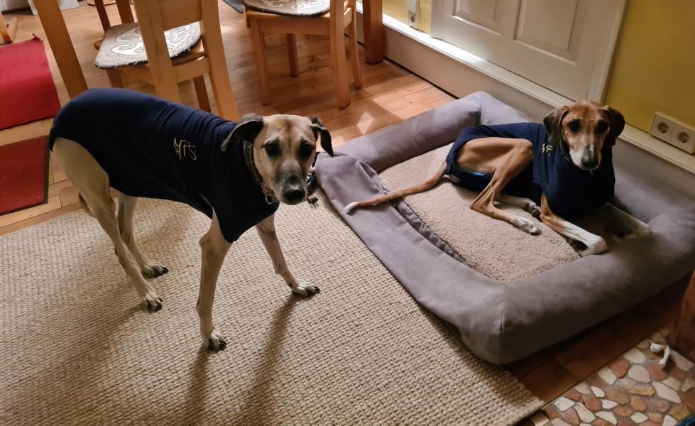 Nachrichten vom Dreamteam