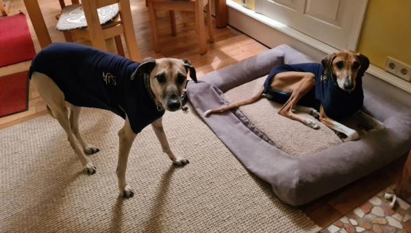 Nachrichten vom Dreamteam