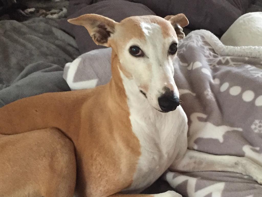 Galgo-Hündin Milana 