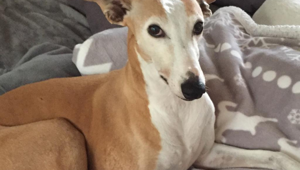 Galgo-Hündin Milana 