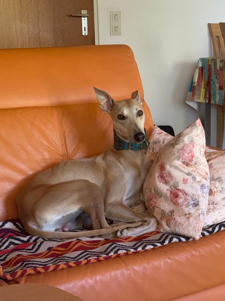 Luis, aktiver kleiner Whippet-Mann 