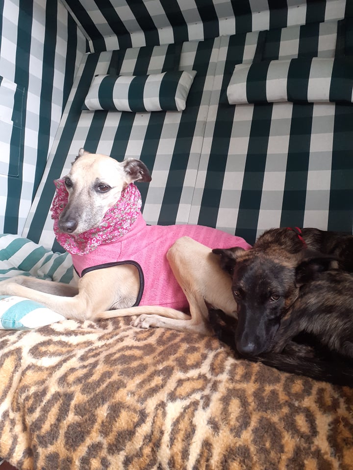 Whippet-Hündin: Charly (Sharly)