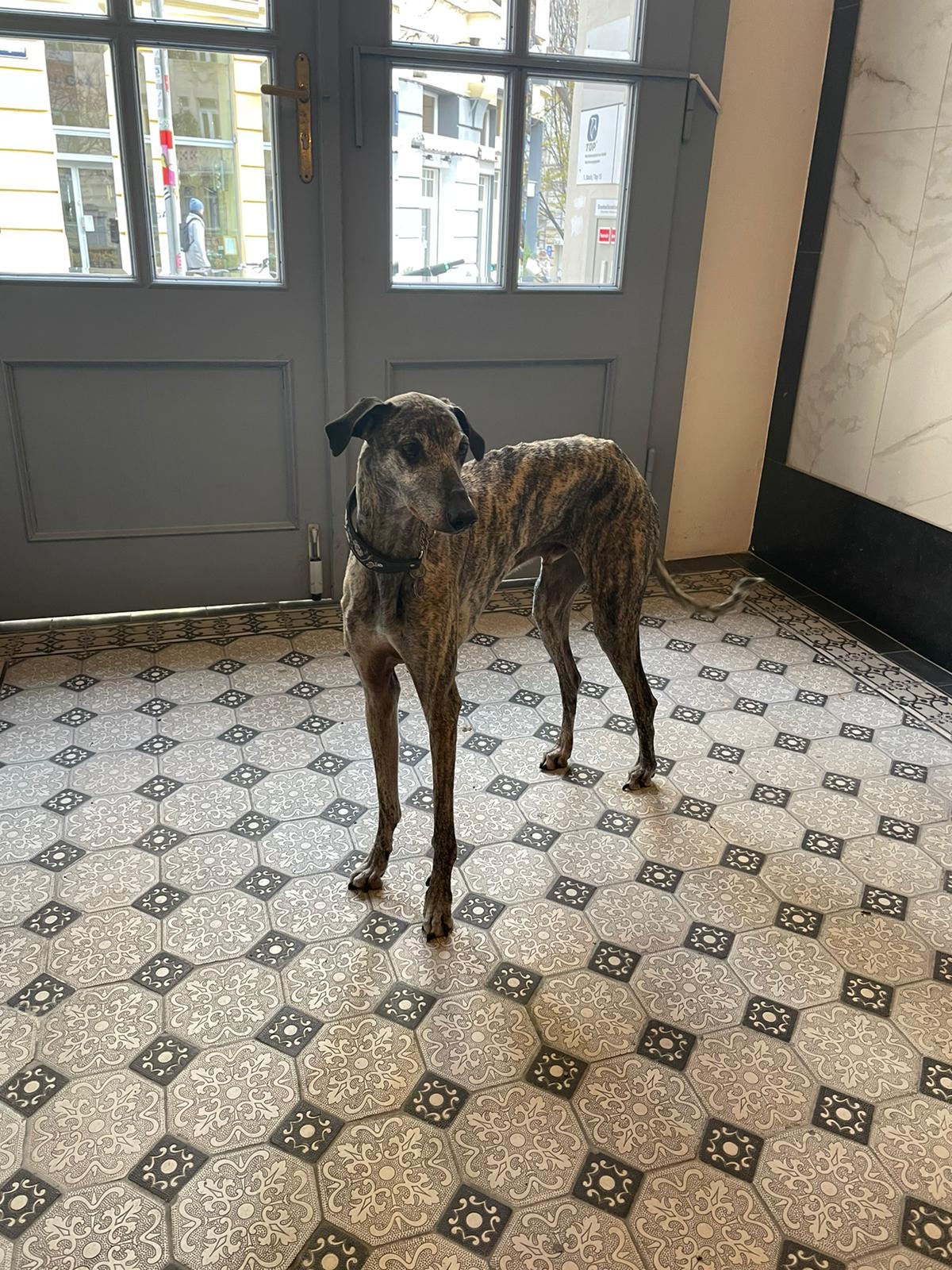 Aziz hat ein eigenes Herrchen