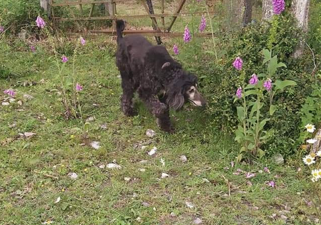 Afghanen-Rüde: Ajan (ehemals Emanuel)