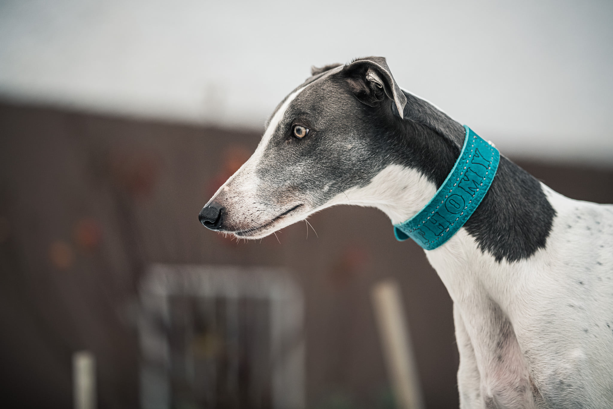 der schöne Oscar sucht immer noch....