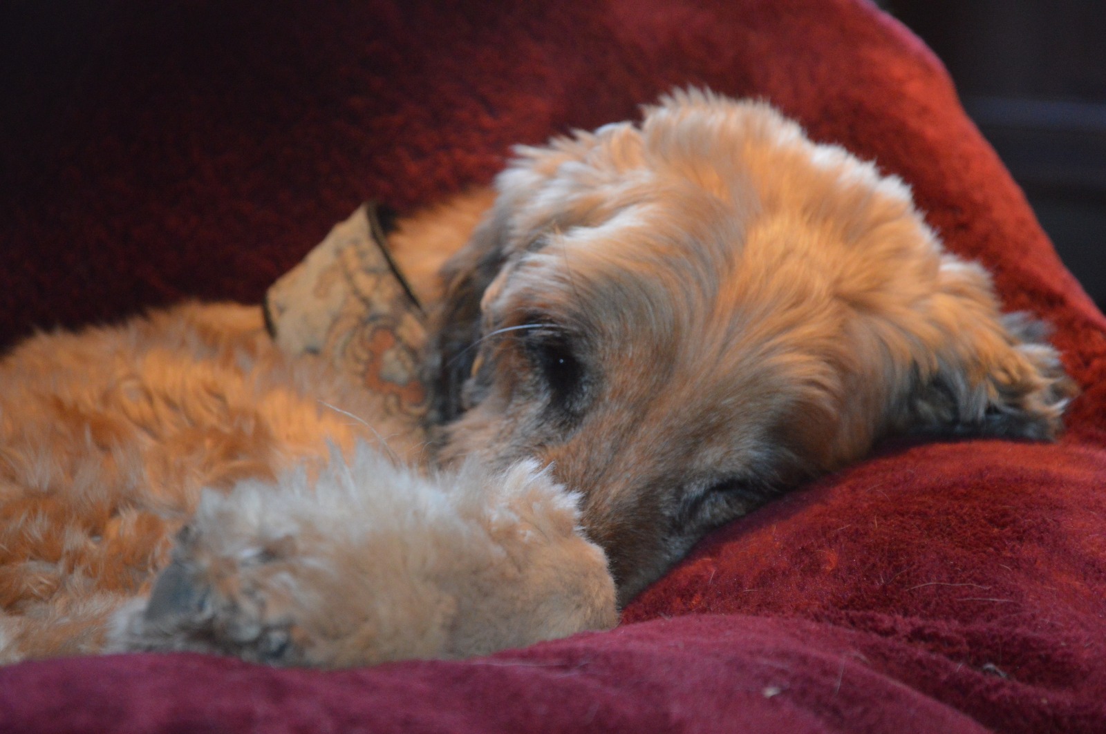 Didi in Feierstimmung :)