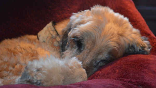 Didi in Feierstimmung :)