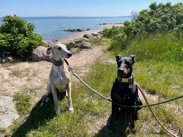 Ziemlich beste Freunde