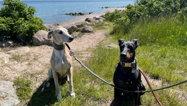 Ziemlich beste Freunde