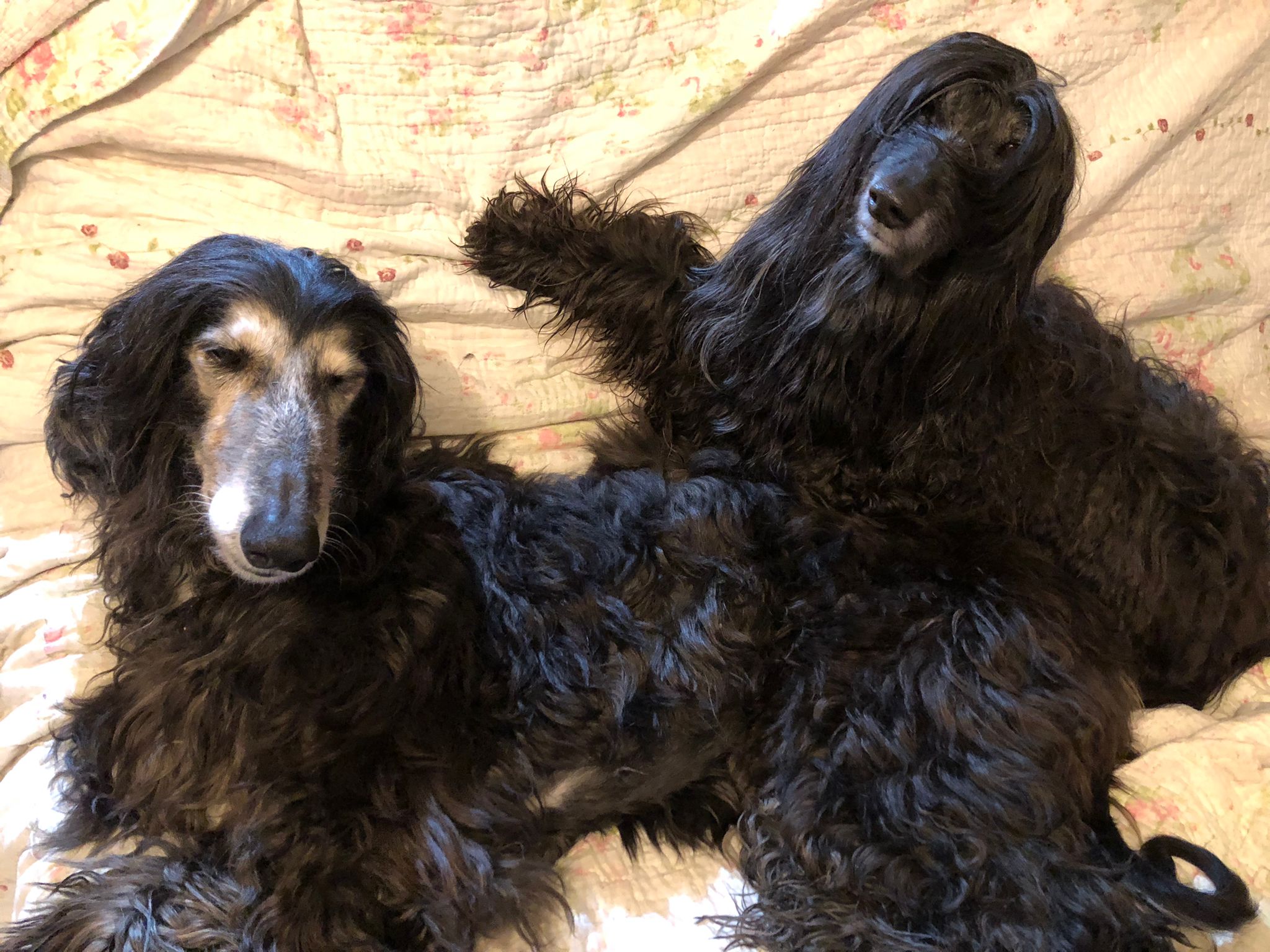 Ajan - das Geschenk Gottes