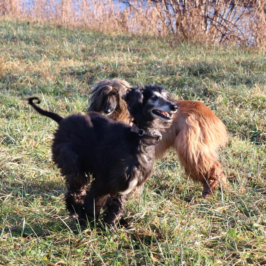 Ajan holt das Leben nach