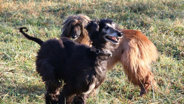 Ajan holt das Leben nach